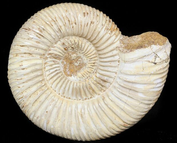 Perisphinctes Ammonite - Jurassic #45403